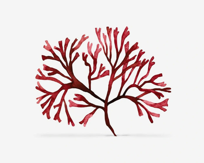 Chondrus crispus -uute